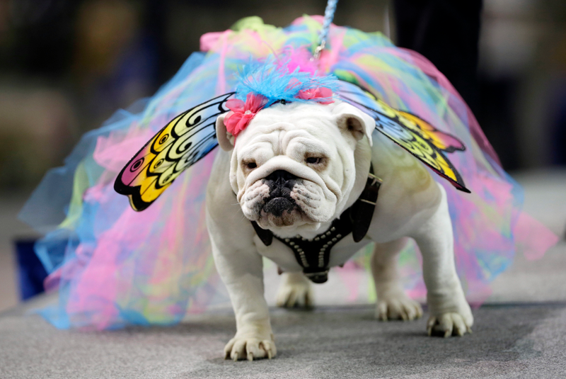 Illustration for article titled Very Good Dogs Compete in 'Beautiful Bulldog' PageantÂ